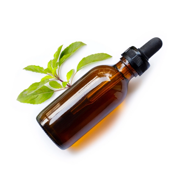 Ocimum Sanctum Leaf Oil (Holy Basil Oil )