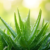 Aloe Vera (Aloe barbadensis)