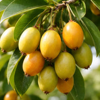Bakul / Spanish Cherry (Mimusops elengi)