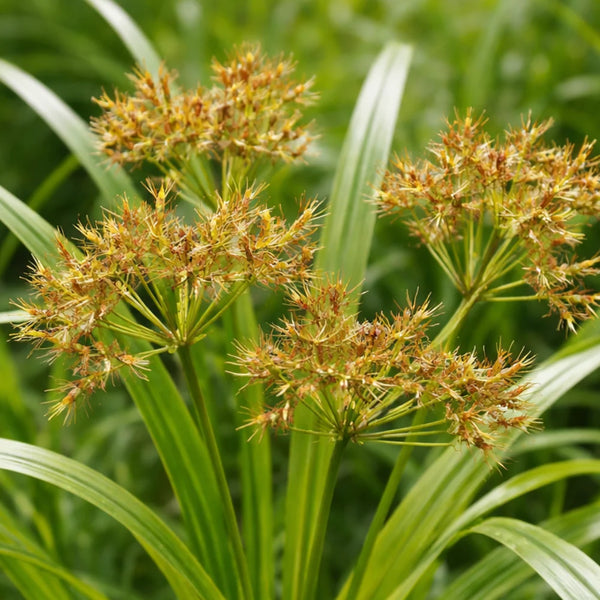 Cyperus Rotundus Root Extract (Nut Grass)