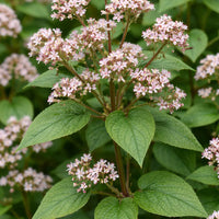Indian Madder / Manjistha (Rubia cordifolia)
