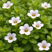 Brahmi / Waterhyssop (Bacopa monnieri)