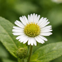 Bhringraj / False Daisy (Eclipta alba)