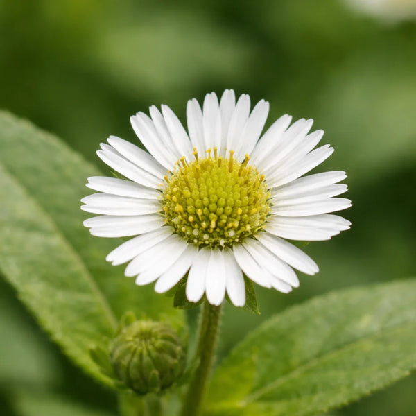 Eclipta Alba Extract (False Daisy)