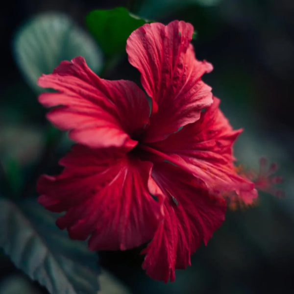 Hibiscus Sabdariffa Flower Extract