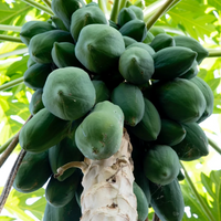 Papaya Enzyme / Papain (Carica papaya)